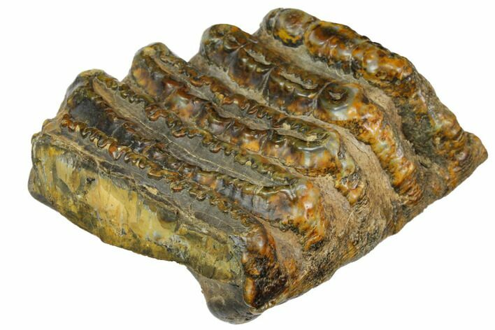 Partial, Fossil Stegodon Molar - Indonesia #149725